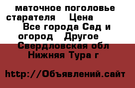 маточное поголовье старателя  › Цена ­ 3 700 - Все города Сад и огород » Другое   . Свердловская обл.,Нижняя Тура г.